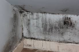 black mould on walls removal